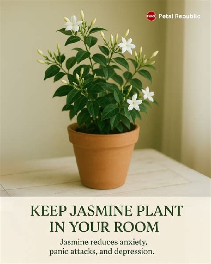 Having a jasmine plant in your room reduces anxiety, panic attacks and depression, study confirms