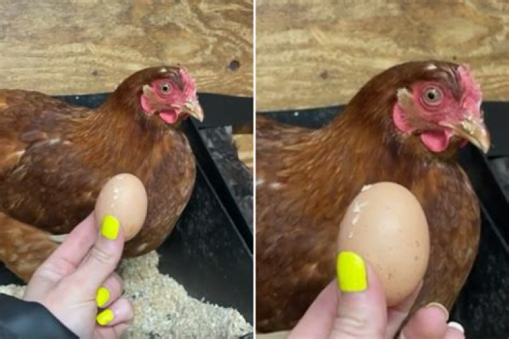 Don't Miss Hen's Dramatic Reaction After Laying First Egg : 'Stunned'