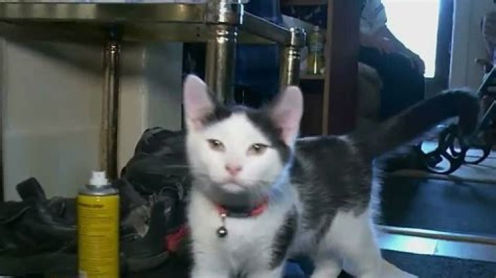 ‘He’s my hero’ — 84-year-old veteran saved by newly adopted cat Fluffy after a bad fall