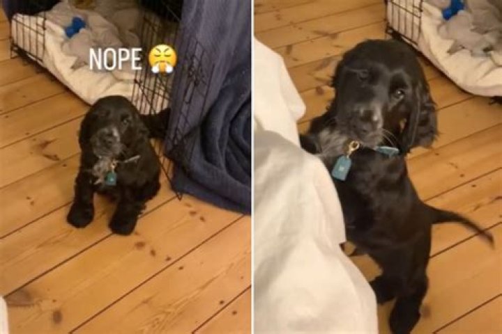 Hilarious Moment Sassy Puppy Argues During Crate Training: 'Barking Back'