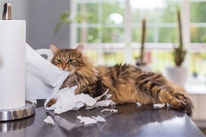 Naughty Kitten? How to Discipline Your Cat Effectively