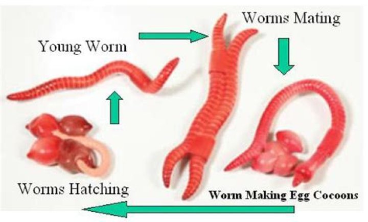 How Do Worms Get Born