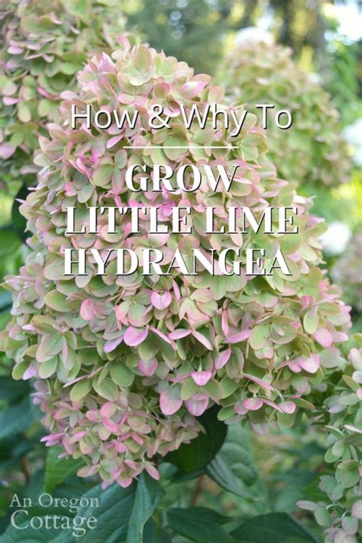 How Fast Does Annabelle Hydrangea Grow