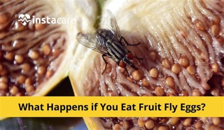Question: How Long Can A Fruit Fly Live Without Food