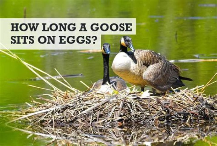 How Long Do Goose Eggs Last