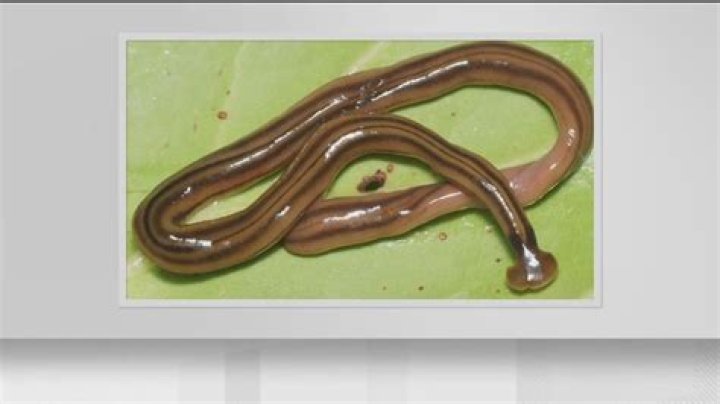 Quick Answer: How Long Do Worms Live For