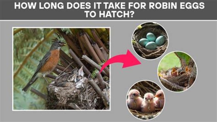 How Long Does A Robin Egg Take To Hatch