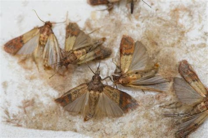 How Long Does It Take For Freezer To Kill Moths