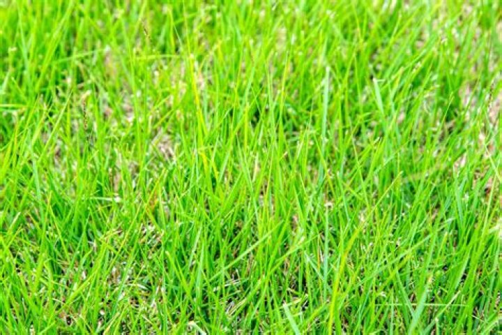 How Long Does Zoysia Seed Take To Grow