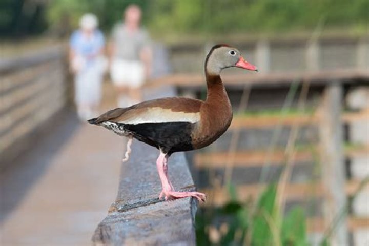Quick Answer: How Long Is A Duck Pregnant