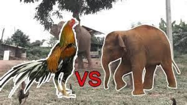 How Many Chickens Can Kill An Elephant