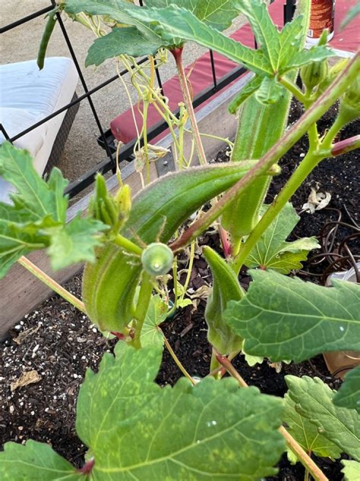 Quick Answer: How Many Okra Plants Per Container
