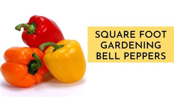 How Many Pepper Plants Per Square Foot