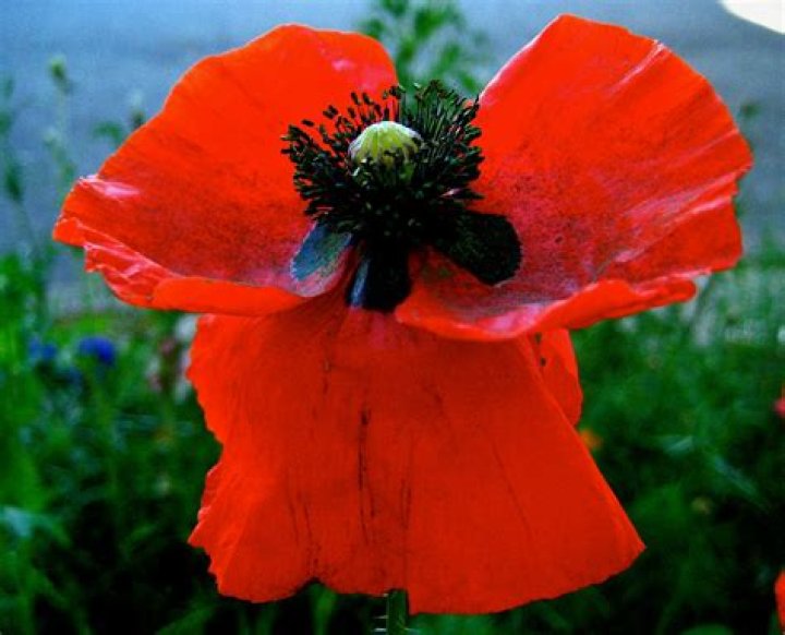 How Many Petals Do Poppies Have