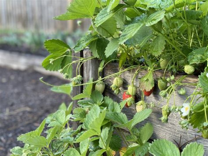How Many Strawberries Usually Come From One Strawberry Plant