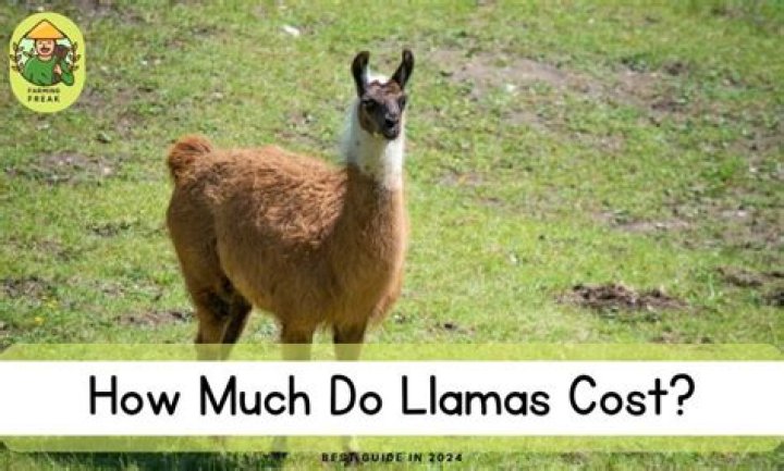Quick Answer: How Much Do Llama Cost