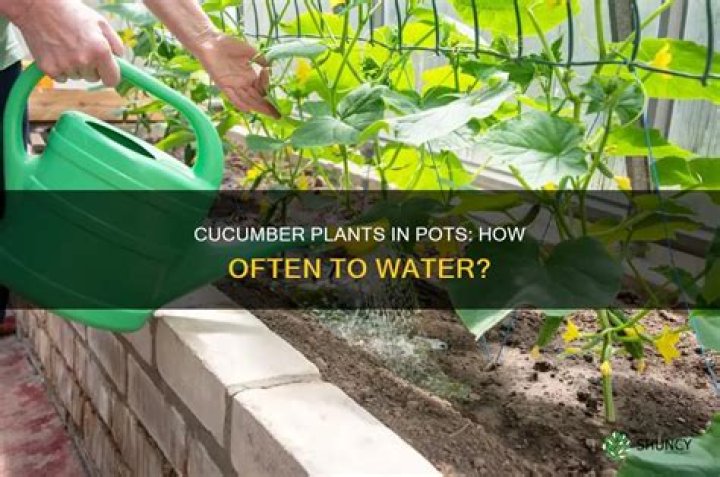 Quick Answer: How Often Should You Water Cucumber Plants In Pots