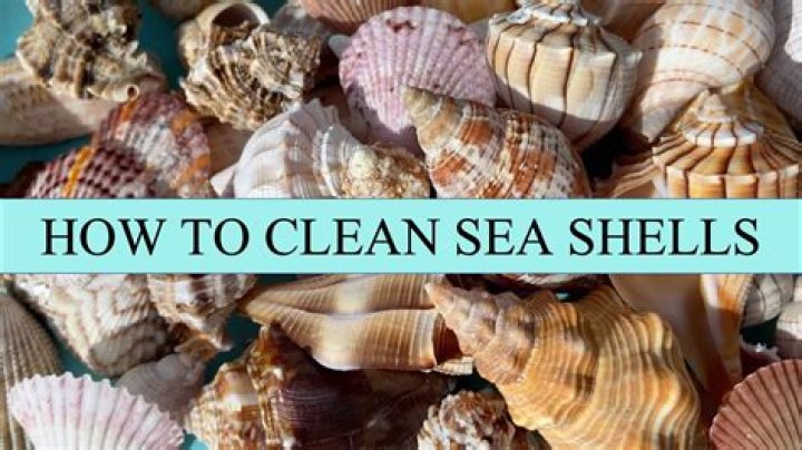 Question: How To Clean Seashells For Crafting