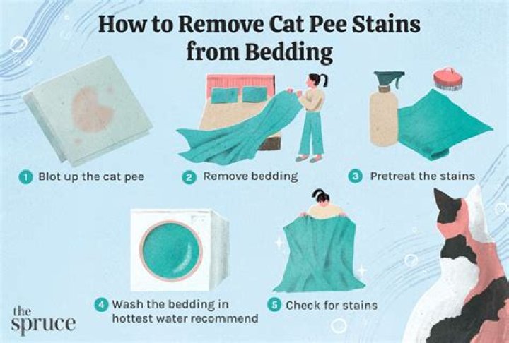 How To Get Cat Pee Smell Out Of Blankets