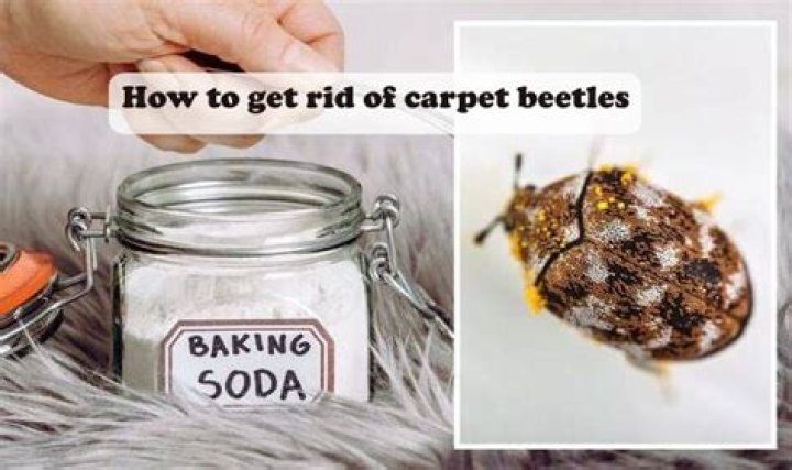 How To Get Rid Of Carpet Beetles Diy