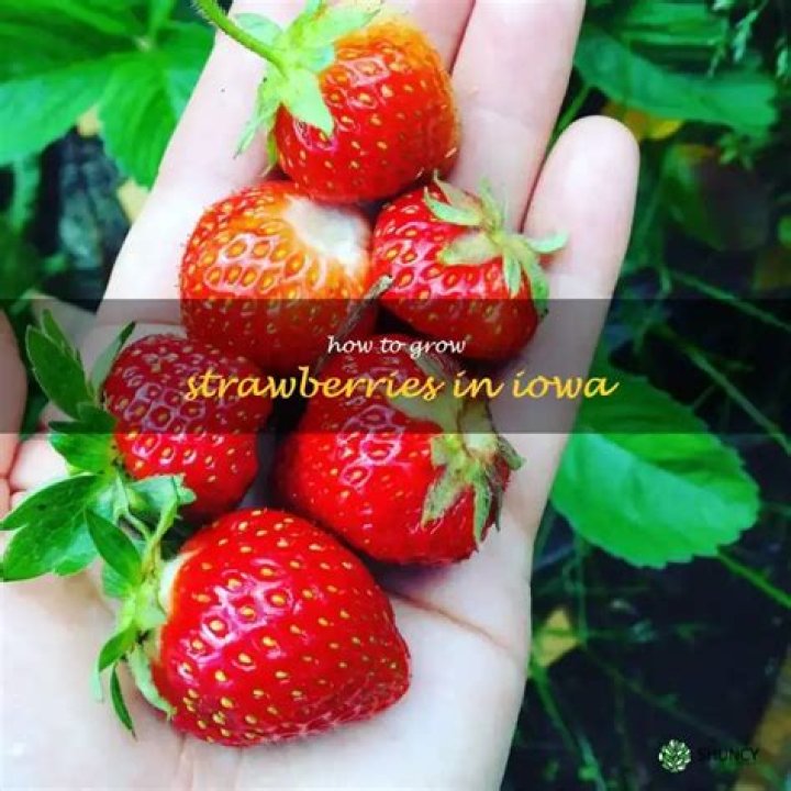 Question: How To Grow Strawberries In Iowa
