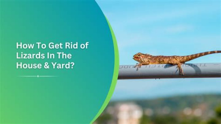 How To Kill Lizards In Your Yard