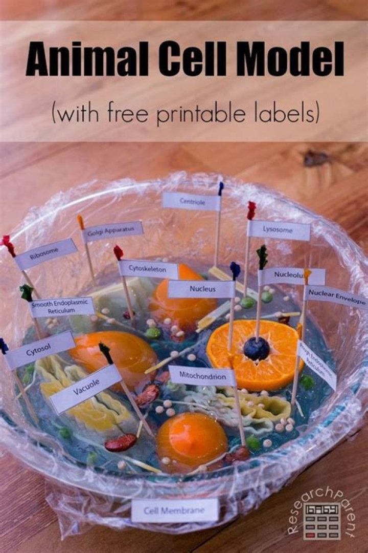 How To Make An Animal Cell Cake