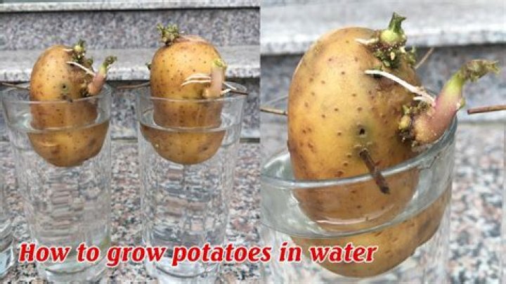 Question: How To Propagate Potatoes In Water