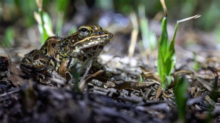 Quick Answer: How To Repel Frogs From Yard