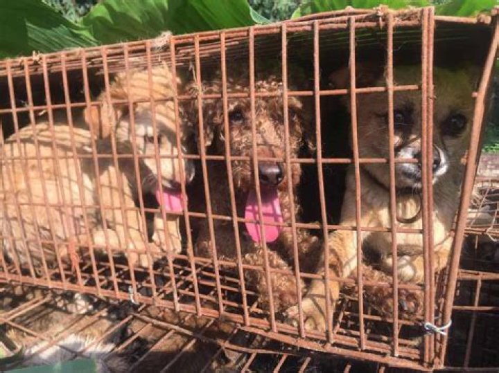 Ending The Yulin Dog Meat Festival: A Call To Action