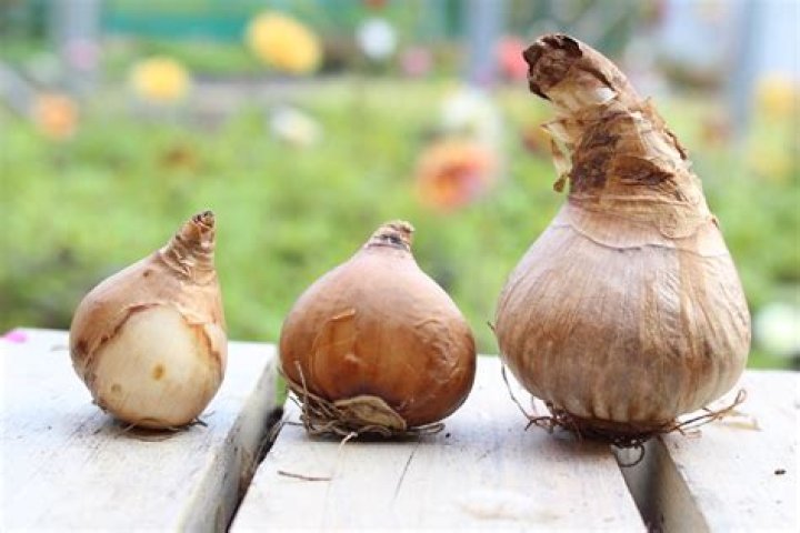 Quick Answer: How To Store Daffodil Bulbs
