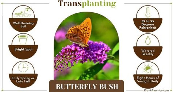 Quick Answer: How To Transplant A Butterfly Bush