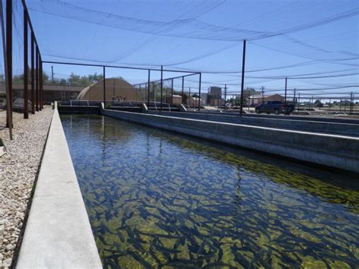 Idaho Adventure: Nampa Fish Hatchery