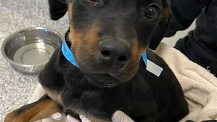 Idaho Humane Society appeals for dog treat donations to aid in training and comforting shelter dogs