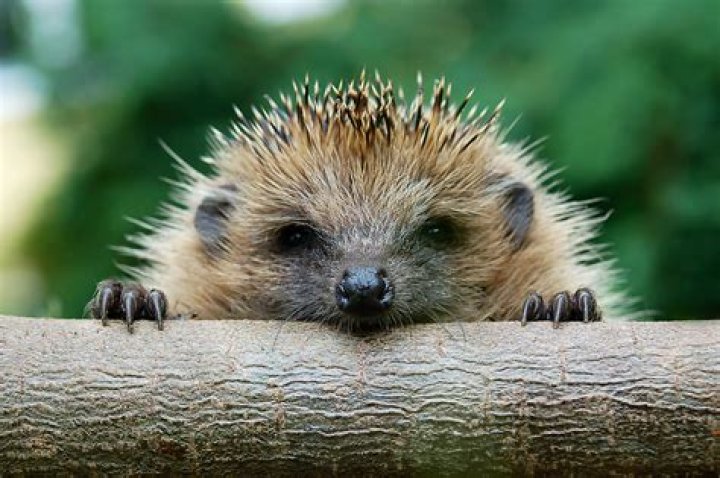 If you find a ‘dead’ hedgehog during winter, do not bury it – here’s why