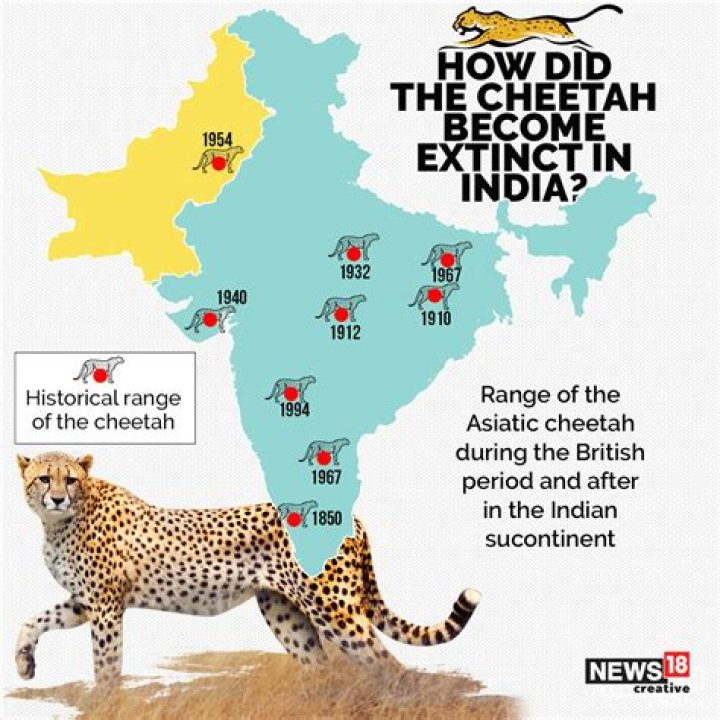 Do you know who killed the last three cheetahs in India in 1947? – India TV