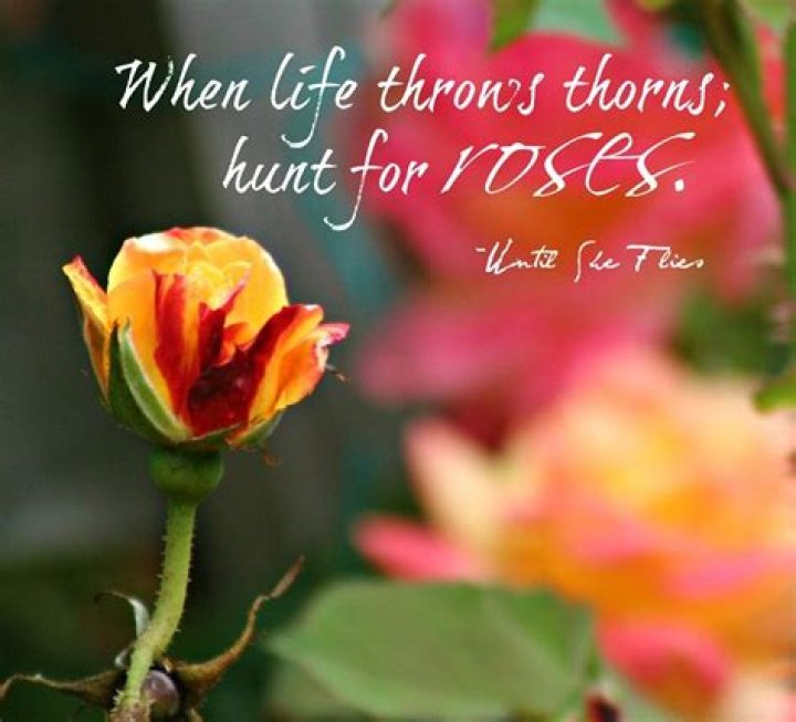 Inspirational Rose Quotes: Embrace The Beauty Of Life