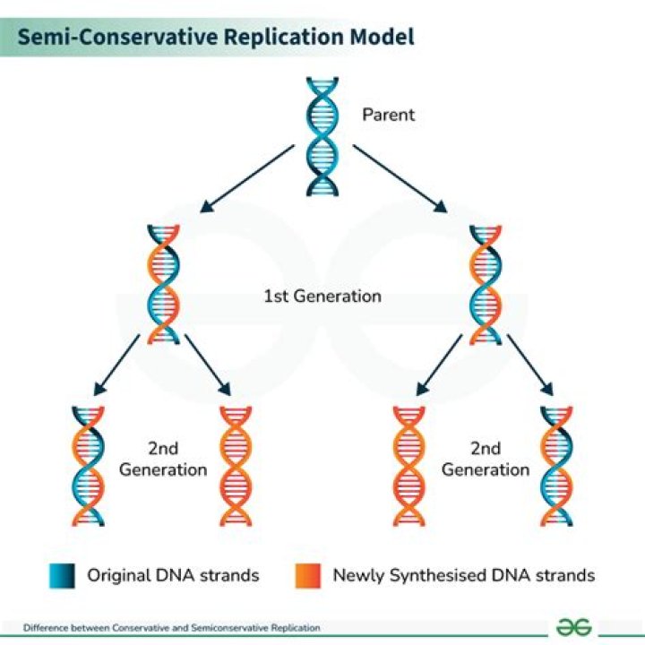 Uncover The Semiconservative Nature Of DNA Replication: A Comprehensive Guide