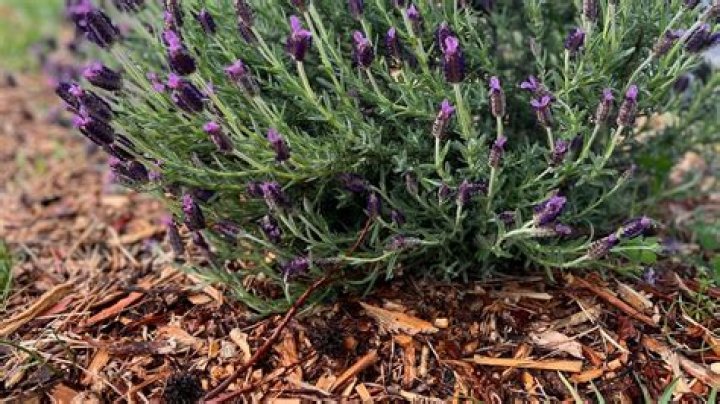 Question: Is My Lavender Dead Or Dormant
