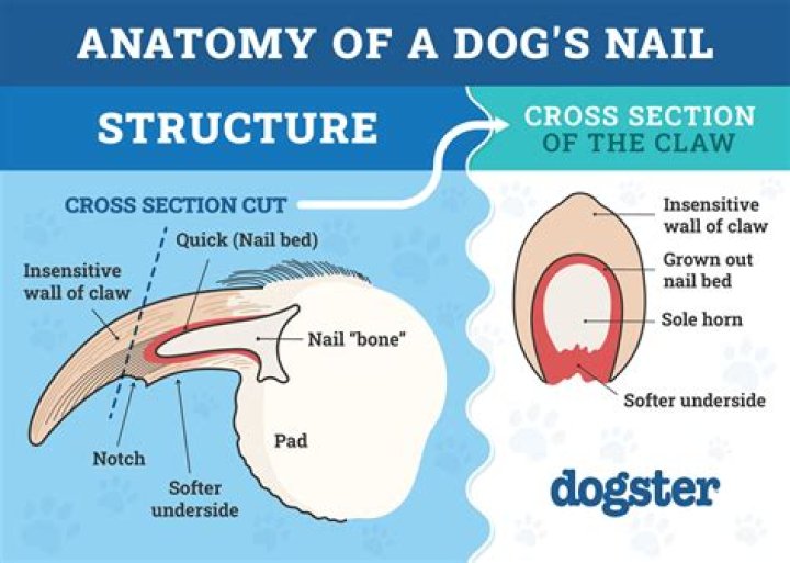 Question: Is Nail A Skin Or Bone