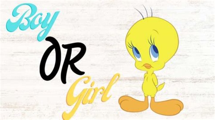 Unraveling The Mystery: Is Tweety Bird A Boy Or A Girl?