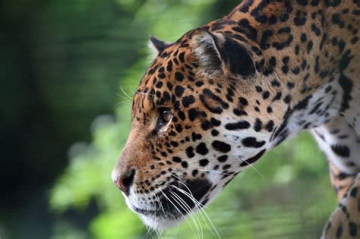 Jaguar Won't Be Euthanized After Killing Spree at Louisiana Zoo