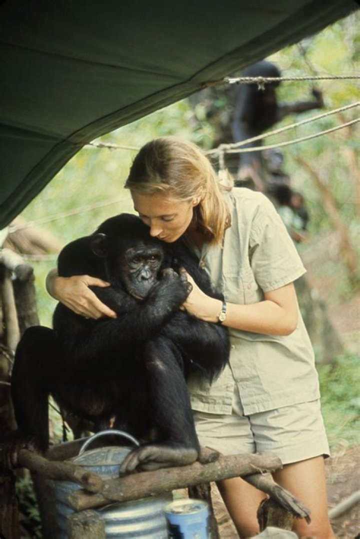 Exploring The Sanctuary: The Jane Goodall Home