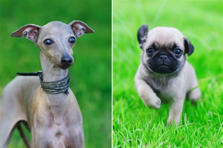 Jaws Drop as People Discover What a Pug and Greyhound Mix Looks Like