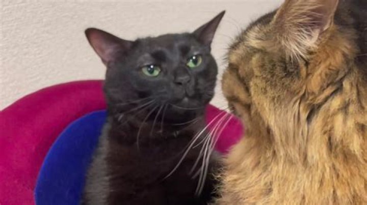 Woman Mistakes Sleeping Cat for Dead in Freaky Viral Video