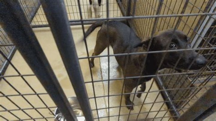 Juvenile arrested for poisoning dogs at Jerome animal shelter, all pets survive