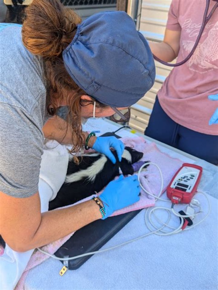 'Kennel cough' cases on the rise in Portland metro area, Oregon Veterinary Medical Association says