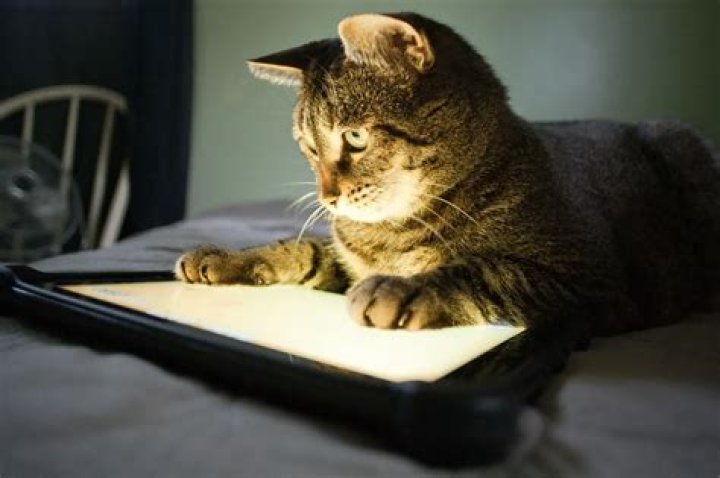 Kitten Eagerly Licking Screen Displaying Grilled Food Delights Internet