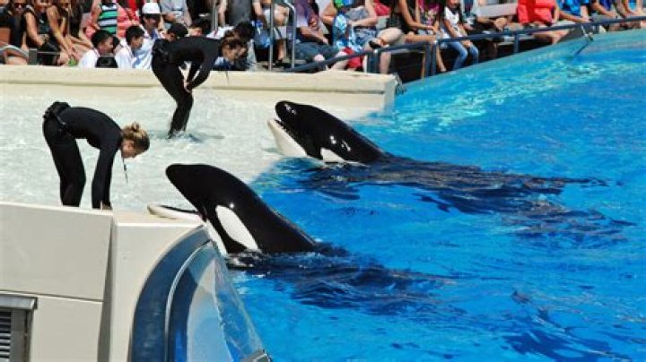 Kyara, Last Killer Whale Born in Captivity at a SeaWorld Park, Dies at 3-Months-Old