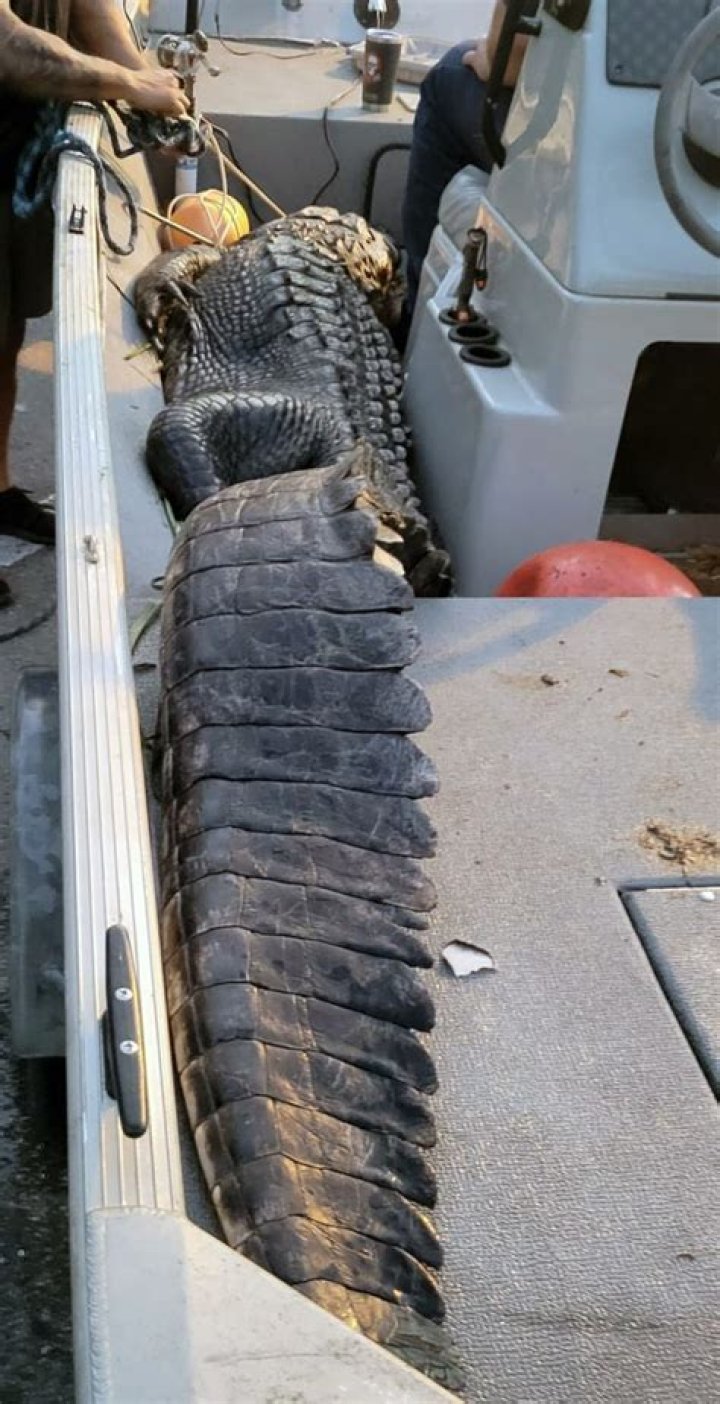 Infamous 12-Foot Florida Alligator That Terrorized Paddleboarders Has Been Killed